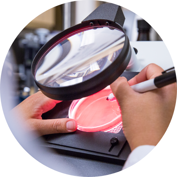 Scientist looking at petri dish through a magnifying glass